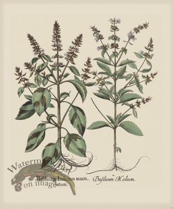 Besler 234 Colored  B2